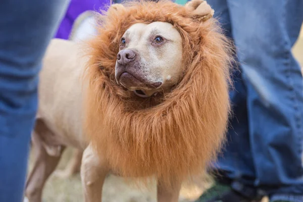 A dog wears a lion mane costume at a Halloween dog costume contest at Atlanta\'s Piedmont Park.