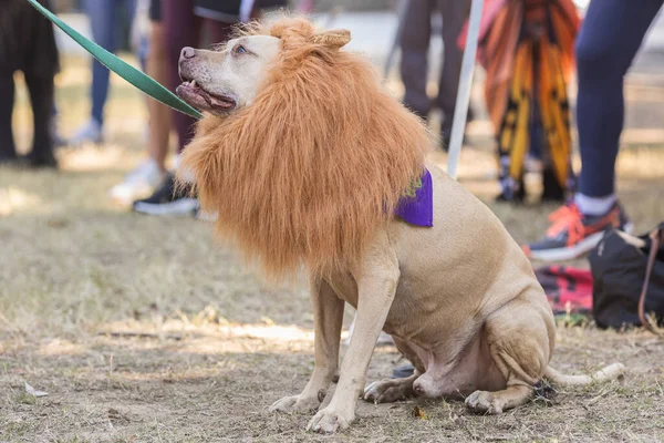 Hund Bærer Løve Manke Kostume Halloween Hund Kostume Konkurrence Atlantas —  Stock-foto © BluIz60 #635119296