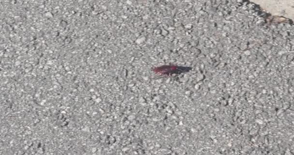 Large Cockroach Scurries Pavement Hides Leaf — стоковое видео