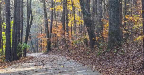 Timelapse Motion Blurred People Forest Trail Fall Foliage — Wideo stockowe