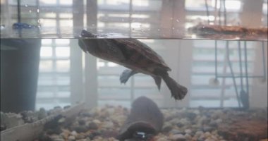 20 yaşındaki kırmızı kulaklı bir su kaplumbağası 75 galonluk bir ev tankında ileri geri yüzer.. 