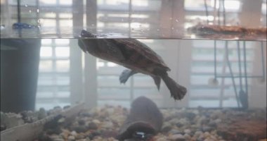 A 20 year-old red eared slider aquatic turtle swims back and forth in a 75-gallon residential home tank. 