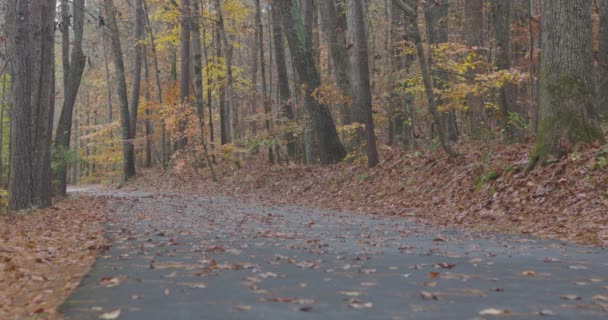 Dlážděná Stezka Poskytuje Rekreační Oblast Uprostřed Pěkného Podzimního Listí Lesích — Stock video