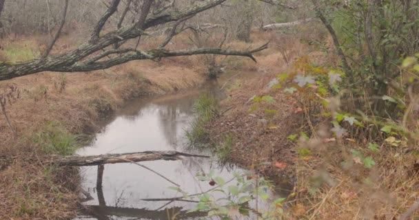 Old Tree Bends Extends Low Creek North Georgia Wetland — Stockvideo