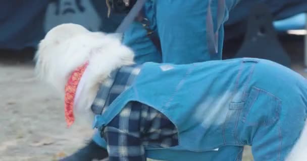 Atlanta Usa Outubro 2022 Cachorro Veste Traje Fazendeiro Concurso Traje — Vídeo de Stock
