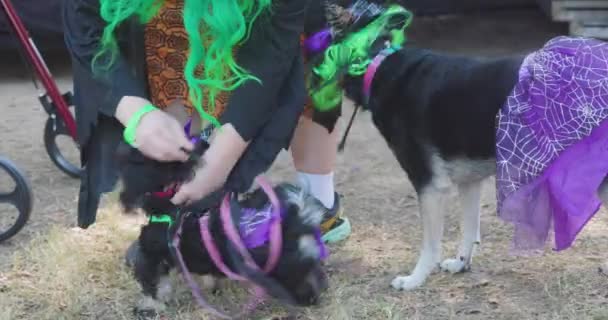 Atlanta Usa Oktober 2022 Twee Honden Dragen Rokken Groene Pruiken — Stockvideo