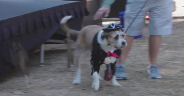 Atlanta Usa October 2022 Dog Wears Mariachi Musician Costume Dog — Stock Video