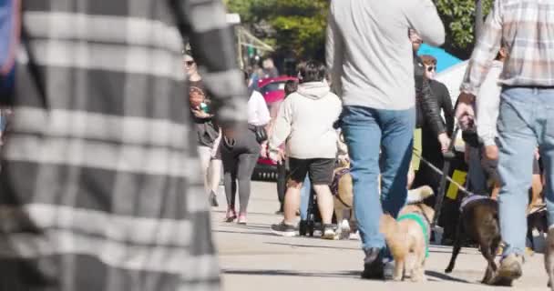 美国亚特兰大10月22日 2022年10月22日在美国亚特兰大举行的亚特兰大救援犬运动会上 顾客们和他们的狗在皮埃蒙特公园散步的慢动作 — 图库视频影像