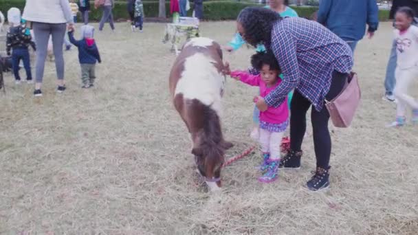 2018 Lawrenceville Usa November 2022 Kids Try Petting Shetland Pony — 비디오