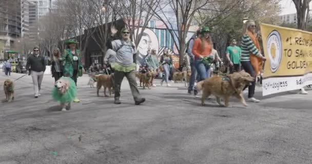 2023年3月11日 救済金の回収犬の所有者のグループは 毎年3月11日にアトランタ Gaのアトランタで開催された聖パトリックパレードで犬を歩く — ストック動画