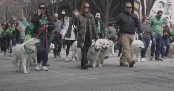 2023年3月11日 アトランタ Usa 毎年3月11日にアトランタ Gaで開催されるセント パトリックス パレードで 数万人の救助のピレネー犬の所有者が彼らの大きくて白い犬を歩く — ストック動画