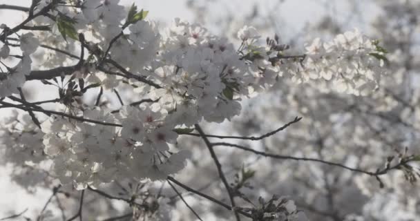 Cherry Blossoms Tree Branches Gently Blow Wind — Stock Video