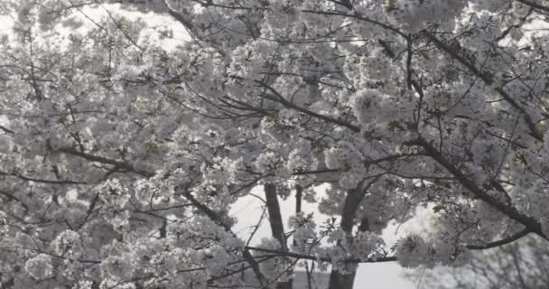 中等程度的樱花树在微风中轻轻摇曳 — 图库视频影像
