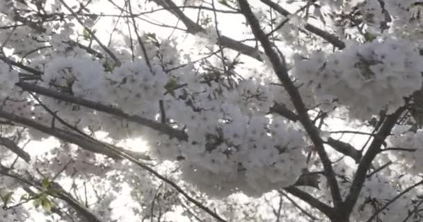 慢镜头的移动显示阳光穿过樱花闪耀 — 图库视频影像