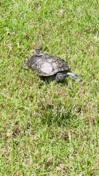 Video Vertical Muestra Una Tortuga Corredera Orejas Rojas Trepando Través — Vídeo de stock