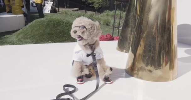 Atlanta Usa Απριλίου 2023 Ένας Σκύλος Φοράει Αθλητικά Παπούτσια Παπιγιόν — Αρχείο Βίντεο