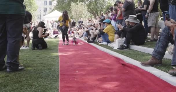 アトランタ Usa 2023年4月30日 ペットの飼い主が アトランタの2023年4月30日 アトランタのミッドタウン ドッグ パークで犬のファッションショーでドレスの衣装を着て彼女の犬を歩きます — ストック動画