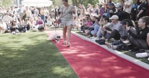 Atlanta Usa Abril 2023 Dueño Mascotas Pasea Perro Con Disfraz — Vídeo de stock