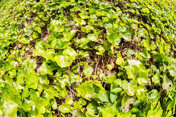 フィジエレンズショットは アトランタの丘陵庭をカバーする厚い緑色のクズを示しています ロイヤリティフリーのストック写真