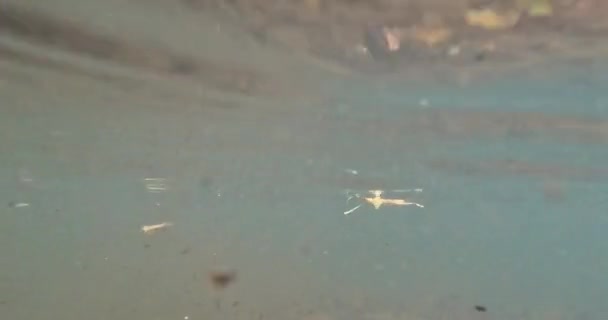Helen Usa Septembre 2023 Caméra Gopro Montre Pov Partiellement Submergé — Video