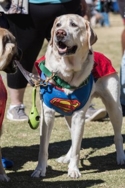 Atlanta, GA / USA - 21 Ekim 2023: Bir köpek 21 Ekim 2023 'te Atlanta, GA' da düzenlenen bir halk parkında Cadılar Bayramı için Süpermen kostümü giyiyor..
