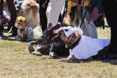 Cadılar Bayramı kostümlü köpekler Old Fourth Ward Park 'taki Atlanta yarışmasında çimlerin üzerinde yatıyorlardı..