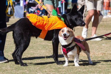 Atlanta Park 'taki köpek festivalinde Cadılar Bayramı için iki köpek kostüm giyiyor.