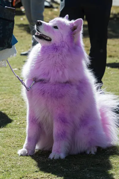Perro Peludo Tiene Piel Blanca Teñida Rosa Púrpura Para Concurso —  Fotos de Stock
