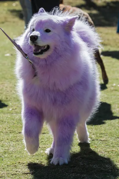 大きな犬は ハロウィーンの犬の衣装コンテストのためにその白い毛皮染めピンクと紫を持っています ストックフォト