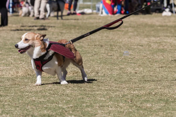 Corgi Trägt Flügel Für Halloween Hundekostümwettbewerb Atlanta Park Stockfoto