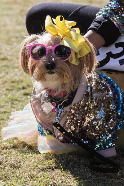 Egy Aranyos Kutya Napszemüveget Flittert Visel Egy Kutya Halloween Jelmezversenyen Jogdíjmentes Stock Fotók