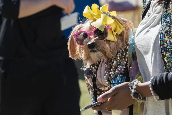 Ein Kleiner Hund Trägt Pailletten Und Sonnenbrille Rahmen Eines Hundekostümwettbewerbs lizenzfreie Stockfotos