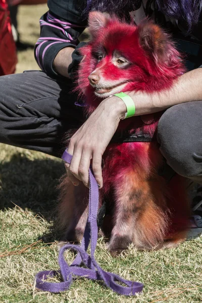 犬はハロウィーンの衣装コンテストのために毛皮染めされた赤を持っています ストック画像