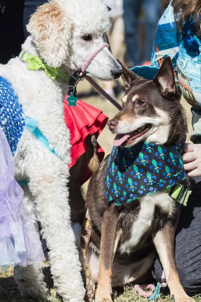 アトランタパークでハロウィンコンテストに座って衣装を着ている2匹の犬 ロイヤリティフリーのストック画像