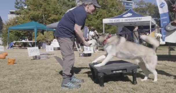 Atlanta Usa Oktober 2023 Een Hondeneigenaar Neemt Een Hond Mee — Stockvideo