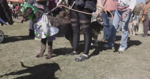 Ατλάντα Usa Οκτωβρίου 2023 Ιδιοκτήτες Σκύλων Παρελαύνουν Σκυλιά Τους Φορώντας — Αρχείο Βίντεο