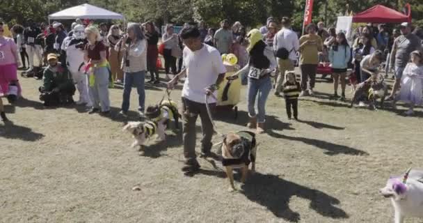 Atlanta Usa October 2023 Dog Owner Leads Three Dogs Dressed — Stock Video