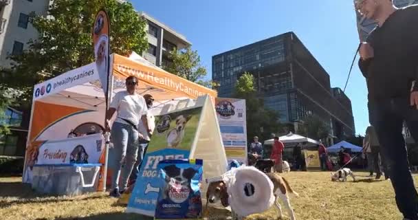 2023年10月21日 美国亚特兰大 2023年10月21日 在美国亚特兰大举行的 拯救犬比赛 美国佐治亚州亚特兰大市的一个低角度Gopro射击节目展示了一只披着奶油奶酪的小猎犬 — 图库视频影像