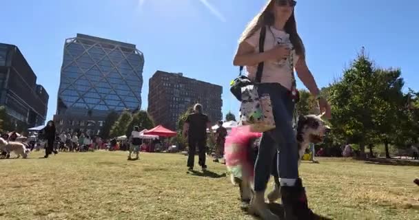 Atlanta Usa Października 2023 Niski Kąt Gopro Pokazuje Psa Ubranego — Wideo stockowe