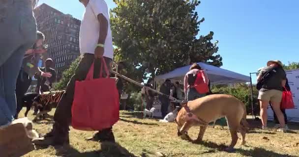 Atlanta Usa Října 2023 Nízkoúhlý Gopro Výstřel Pohybuje Mezi Psy — Stock video