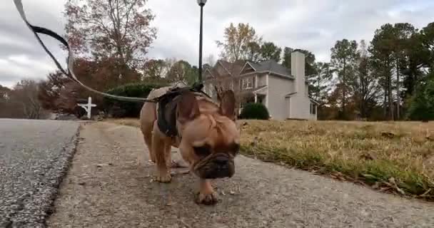 Low Angle Gopro Shot Tracks French Bulldog Walking Curb Neighborhood — Stock Video