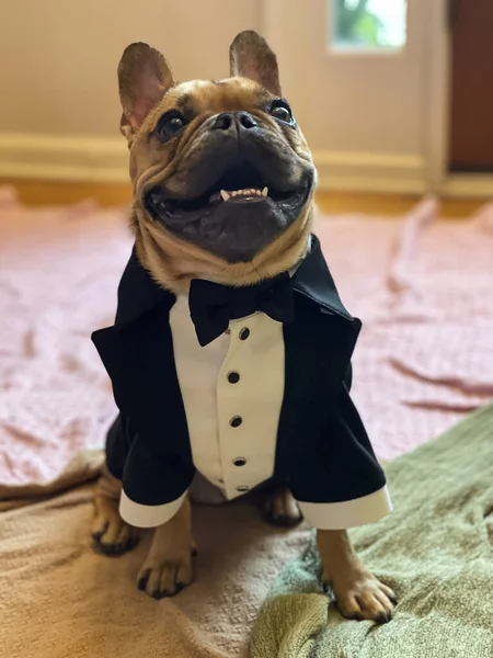 Bulldog Francés Lleva Esmoquin Hecho Medida Sonríe Mientras Sienta Dentro —  Fotos de Stock