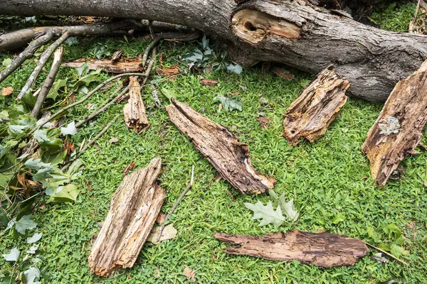 A hardwood tree branch lays on the ground in pieces after a severe storm hit an Atlanta park.
