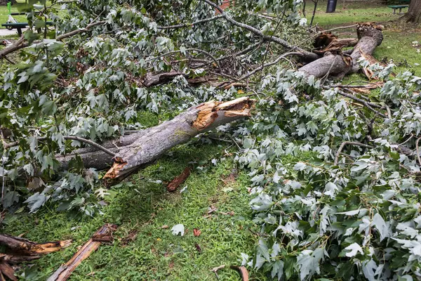 A large branch from a hardwood tree lies in pieces on the ground after a severe storm the night before.