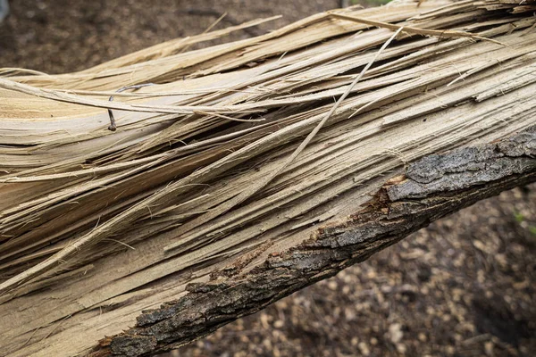 Közelkép Egy Szilánkos Faágat Mutat Miután Egy Heves Vihar Söpört Stock Kép
