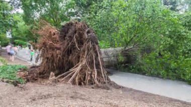 Zaman çizelgesi, bir gece önce şiddetli bir fırtınanın vurduğu Atlantas Piedmont Parkı 'ndaki yaya geçidi boyunca uzanan dev köklerinden sökülmüş bir ağacın etrafında hareket eden insanların hareketlerinin bulanıklaştığını gösteriyor.. 