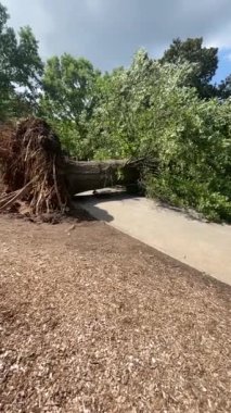 Yavaş çekim, Atlantas Piedmont Parkı 'nda şiddetli bir fırtınadan sonra yaya geçidini kapatan devasa köklü bir ağacı gösteriyor.. 