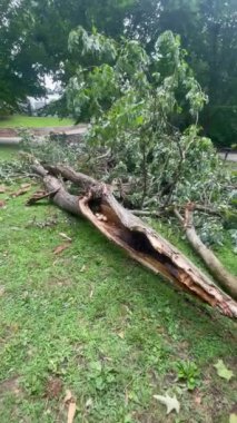 Atlantas Piedmont Parkı 'nı vuran şiddetli bir fırtınanın ardından yerde parçalanmış ve parçalanmış ağaç dalı boyunca kamera izleri var.. 