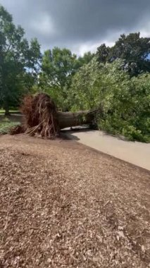 Atlantas Piedmont Parkı 'nda bir gecede şiddetli bir fırtına sonrası köklerinden sökülmüş büyük antik bir ağaç uzanıyor.. 