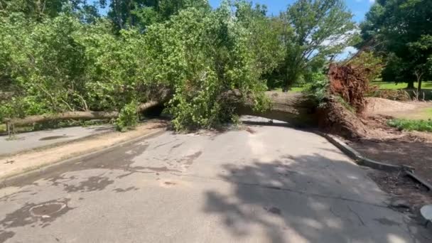 追跡ショットは 大規模なハードウッドツリーが前夜に激しい嵐が襲った後 アトランタ ピエモンテ公園で歩行者の散歩道を根絶し ブロックしていることを示しています — ストック動画